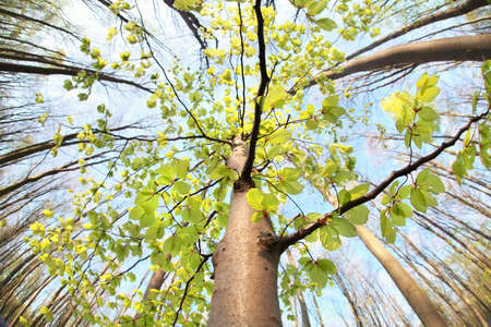 wide angle view on tree in forest over skyの写真素材