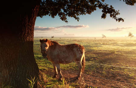 pony on misty morning pasture at sunrise in summerの写真素材