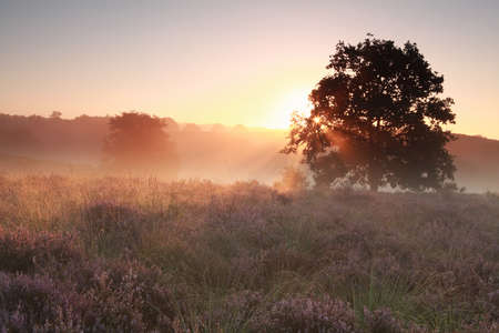 tranquil misty sunrise on heathland, Gelderland, Netherlands