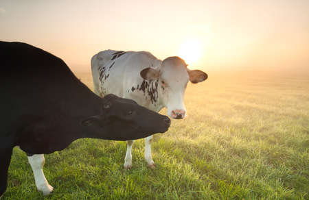 cows on misty pasture at summer sunriseの写真素材