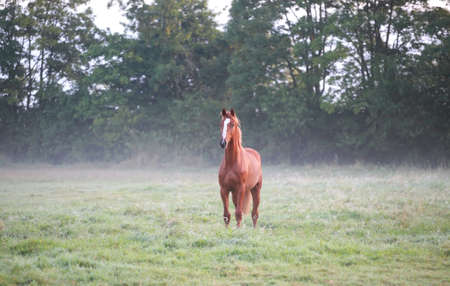 brown horse on misty pasture in summerの写真素材