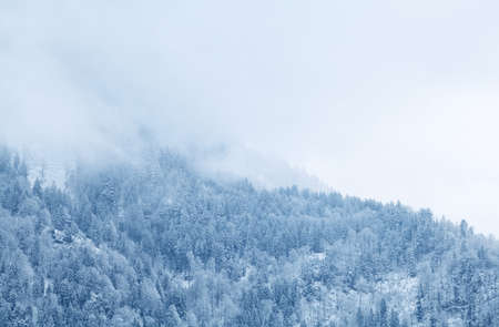winter mountain forest in fog, Alps, Germanyの写真素材