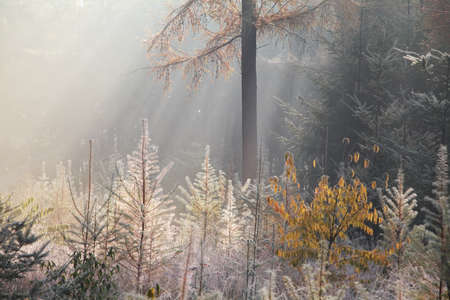 frosty foggy morning in coniferous forestの写真素材