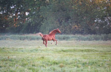 galloping horse on pasture in morningの写真素材