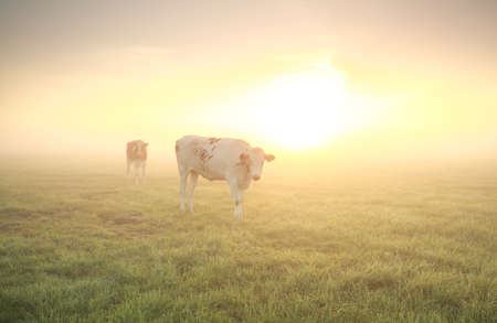 cows on pasture at sunrise in summerの写真素材