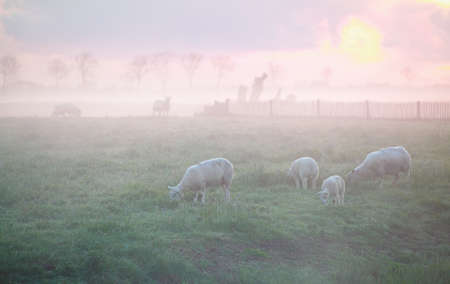 sheep grazing on pasture at misty sunriseの写真素材