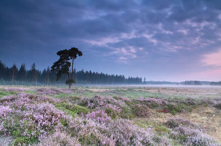 Pink flowering heather at summer sunrise