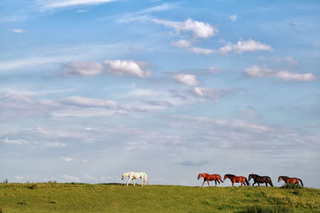 few horses follow white horse  on pastureの写真素材