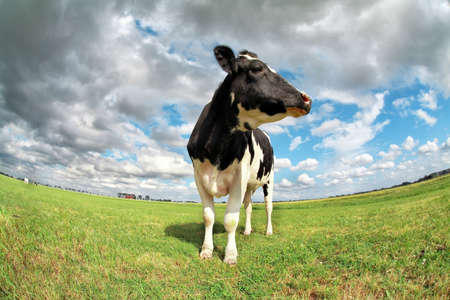proud cow on pasture over sky via fish-eye lensの写真素材