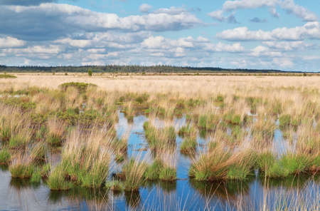 blue sky reflected in swamp water in summerの写真素材