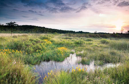 sunrise over swamp with bog asphodel flowers in summer