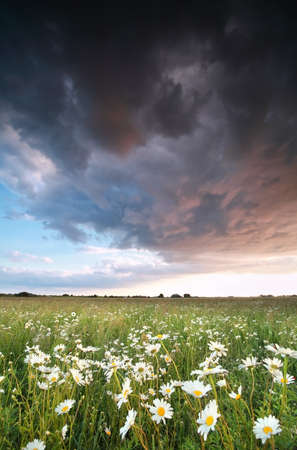 stormy sky over chamomile field at sunsetの写真素材