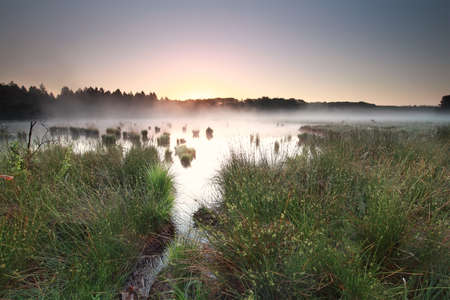 calm summer sunrise on misty moor