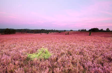 pink meadow with flowering heather at sunriseの写真素材