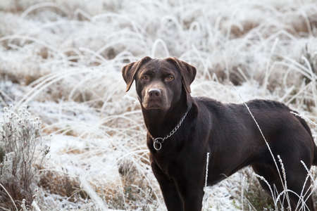 cute brown labrador dog on frosted meadow in winterの写真素材