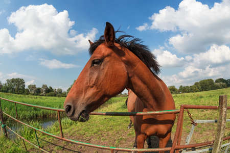brown horse on pasture by fenceの写真素材