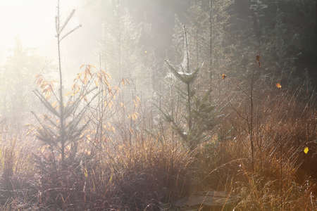 calm misty sunny morning in autumn forest