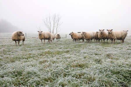 sheep herd on winter pasture in fog, Hollandの写真素材