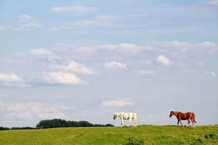 brown and white horses walk on pasture over skyの写真素材