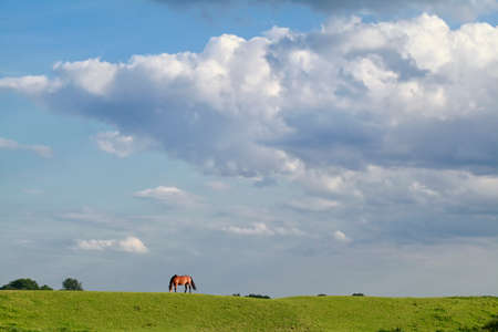 horse grazing on pasture over blue skyの写真素材