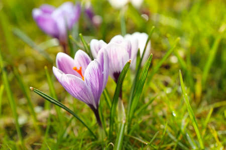 crocus flowers in spring outdoors