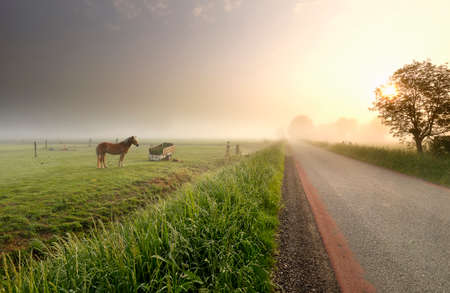 horse on pasure in farmland at misty sunriseの写真素材