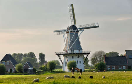 sheep and horses on pasture by windmill, Hollandの写真素材