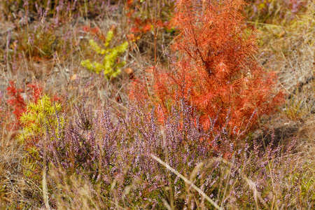 pink heather and red larch in autumn