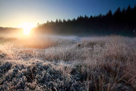 sunrise light over forest frosed meadow in winterの写真素材