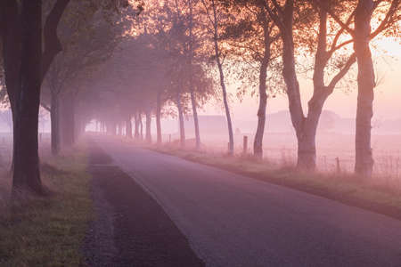 road between tree rows at foggy purple sunriseの写真素材