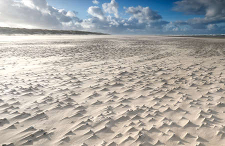 mollusk shells on windy sand beach by North seaの写真素材