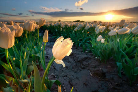 gold sunset sunshine over white tulip field, Netherlands