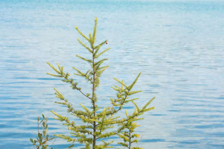 green larch tree over blue lake water backgroundの写真素材