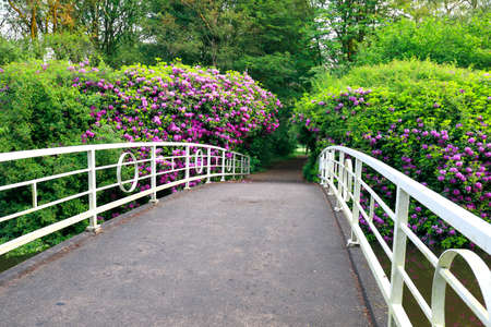 white bridge and path between pink flowers in springの写真素材