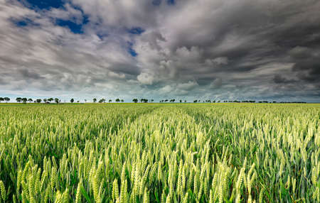 wheat  field and beautiful sky on sunny dayの写真素材