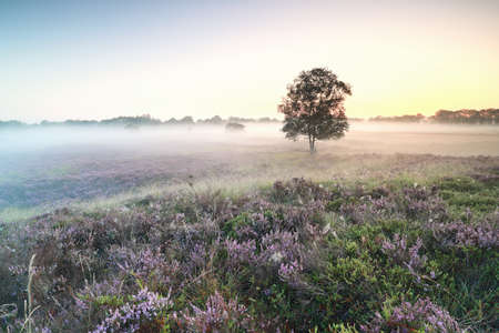 beautiful misty sunrise  over blooming heather flowers