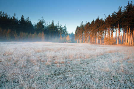 moon over frosted forest meadow in fog in winterの写真素材