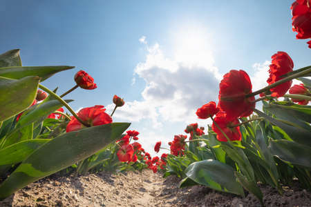 red tulip row in field in sunshine, Holland