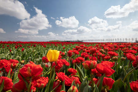 one yellow tulip among red field in sunshine, Netherlandsの写真素材