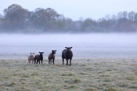 sheep family on foggy pasture in morning, Netherlandsの写真素材