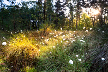 morning sunshine in forest swamp with cotton grass in springの写真素材