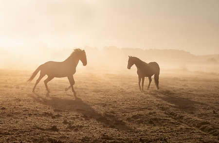 horses galloping on misty sunny pasture at sunriseの写真素材