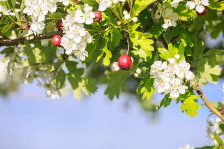 hawthorn tree with berries and flowers  over blue sky
