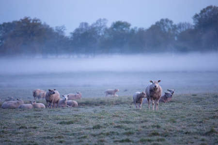 sheep herd in morning fog on pastureの写真素材