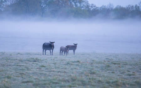 family of black sheep on misty pasture in morningの写真素材