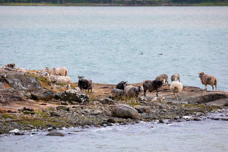sheep on rocks in sea island, Sweden