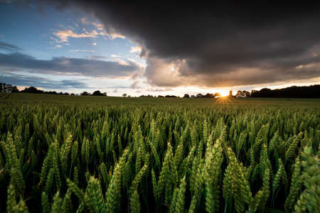beautiful sunset above wheat field during storm