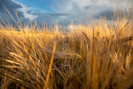 A closeup shot of a golden wheat field under a cloudy sky