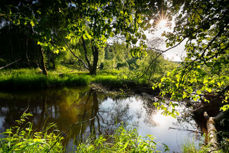sunshine above summer river with beaver dam