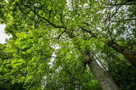 big green oak tree in summerの写真素材